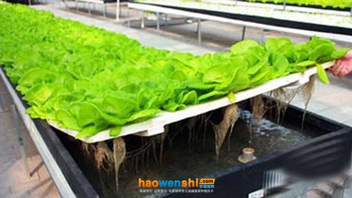 營(yíng)養(yǎng)液膜栽培.jpg