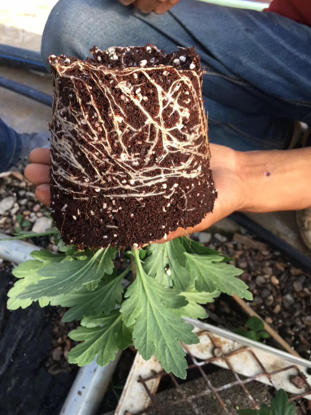 無(wú)土栽培基質(zhì)椰糠種植具有良好的透氣性以及非常好的保水和保肥性.jpg