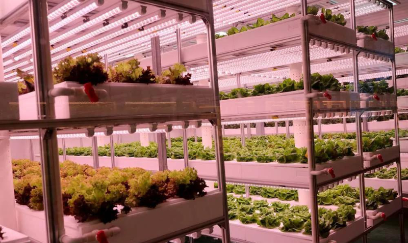 無(wú)土栽培--植物工廠.jpg