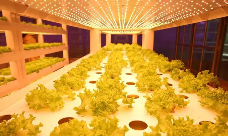 無(wú)土栽培植物工廠.jpg
