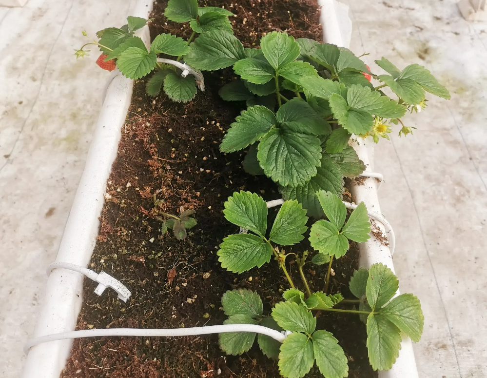 如何促進(jìn)草莓花芽分化？草莓花芽分化期如何管理？